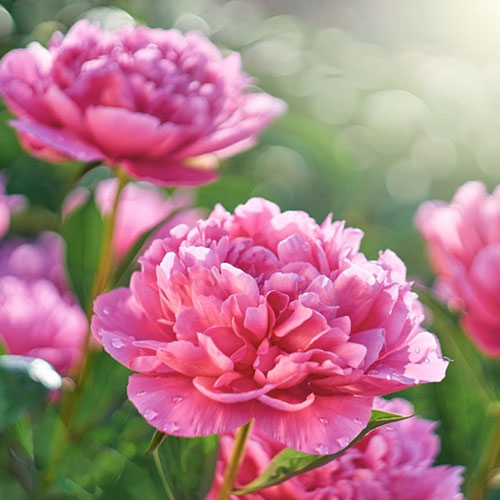 Aroma Scenting